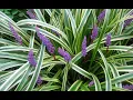 Low maintenance gardening with Grasses Garden Style nw