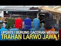 Lagu BARU KETEMU ! MURAI GACORAN SPEK LOMBA TRAHAN LARWO HARGA CUKUP MURAH DI GROGOL JAKARTA BARAT 