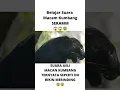 Download Lagu Belajar Suara Macan Kumbang | The Real Black Panther
