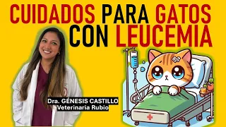 CUIDADOS para GATOS con LEUCEMIA | con la Dra. GÉNESIS CASTILLO | La Vida con Gatos 32