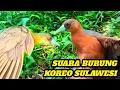Download Lagu Amaurornis isabellina ‼️suara pikat burung koreo sulawesi #birds #birdsounds