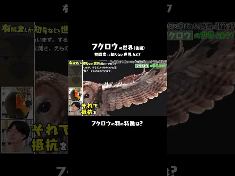 【羽の切れ目がポイント】フクロウが静かに飛べる理由 #ゆうせか #有隣堂しか知らない世界 #ブッコロー #学研 #図鑑 #鳥 #フクロウ