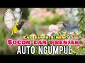 Lagu Suara Pikat Sogon Kejepit  Kombinasi Prenjak kejepit Ribut 