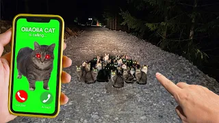 OIIA OIIA CAT: THE FOREST HORROR
