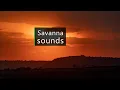 Download Lagu Serengeti sounds - Lions and hippos calling in the African savanna