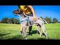 Which type of collar is best for your dog German Shorthaired Pointer Labrador Retriever