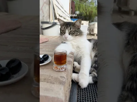 Puntuando cosas que han comido mis gatos