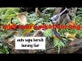 PIKAT SEMUA JENIS BURUNG DIJAMIN DAPAT BANYAK | pikat segala jenis burung