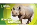 Download Lagu Black Rhino | Amazing Animals