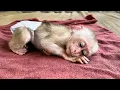 Download Lagu Ibu Menangis untuk Bayi Monyet Khaki… Tapi Diam-diam Melindungi Anaknya!!!