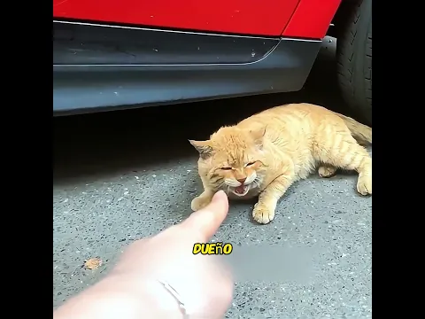 El gatito siempre puede poner las cosas sobre su cabeza.