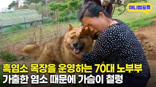 70대 노부부의 흑염소 찾기 대작전 | KBS 인간극장 140602~140606 방송