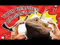 Beardie Diet 101 - What do I Feed my Bearded Dragons