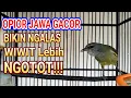 Download Lagu Terapi Air Untuk Opior Jawa Macet Bunyi | Zosterops Water Terapy