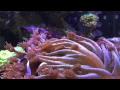 Download Lagu slow motion nemo