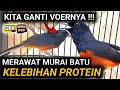 Download Lagu CUMA GANTI VOERNYA SAJA DAN NOL EF CARA MERAWAT MURAI BATU CEPAT GACOR  | DRK MURAI BATU TERBARU