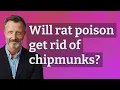 Will rat poison get rid of chipmunks