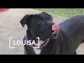 Tailwaggers Meet Louisa