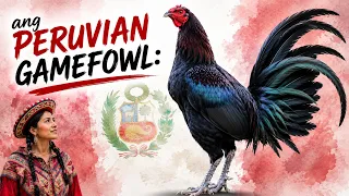 PERUVIAN GAMEFOWL Bakit kailangan mo ito