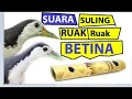 Suara Suling pikat Ruak ruak betina paling ampuh || Mp3 ruak ruak terbaru