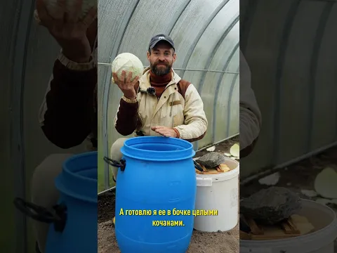 Всегда так засаливаю капусту! Крепкая, хрустящая и никогда не перекисает