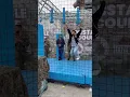 Download Lagu Doing part of the commando army exercises.#army