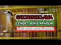Download Lagu MASTERAN CENDET MEWAH PAKAI INI CENDET MIYIK MACET BUNYI MALAS BUNYI GAK BUTUH WAKTU LAMA