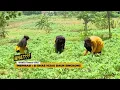 Download Lagu Inspirasi Si Emas Hijau Daun Singkong | WHAT??? (13/10/23)