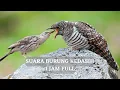 Download Lagu SUARA BURUNG KEDASIH I 1 JAM NONSTOP