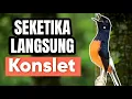 Download Lagu PANCINGAN MURAI BATU BIKIN KONSLET | NGOTOT EMOSI KELUARKAN MATERI