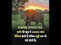 Download Lagu How many muscles are there in the trunk of an elephant? #facts #shorts