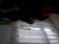 Sisa semalam zaskia gotik