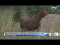 One Arrested on Animal Cruelty Charges in Colbert County Oct 2 2023 News 19 at 10 p m