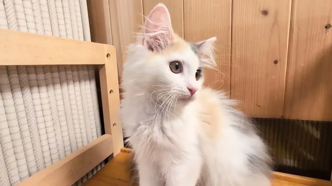 動画