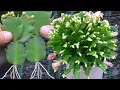 A great way to propagate and grow Christmas cactus in just 9 days