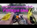 Download Lagu Cara jitu MIKAT burung liar di semak semak, hasilnya langsung nyat