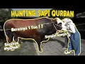 Lagu Hayabusa! HUNTING SAPI QURBAN. SAPI RICIS NGAMUK!! Sapi Jumbo Pertama!!