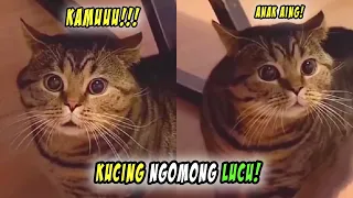 Download LUCU BANGET! Momen Ketika Kucing Bisa Ngomong Lucu! Mulai Dari Tahu Bulat Hingga Agus MP3