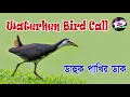Download Lagu Waterhen Birds call II Effective Sounds