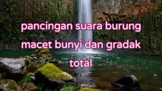 pancingan suara burung dan air mengalir di alam liar terbaru ampuh manjur