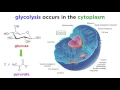 Cellular Respiration Part 1 Glycolysis