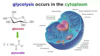 Cellular Respiration Part 1 Glycolysis