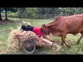 Lagu Funniest Farm Animals Caught on Camera