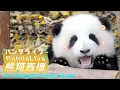 Panda Live At Chengdu Panda Base