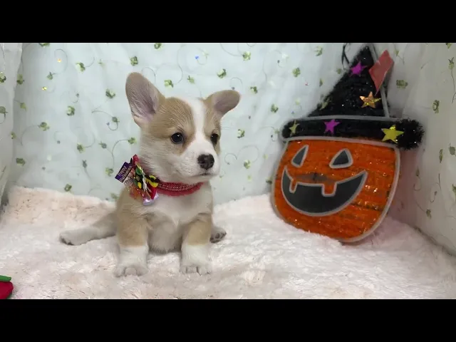 動画