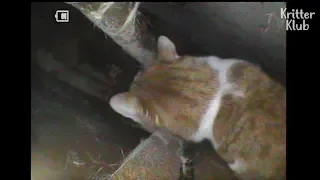 Download Cat Locked Inside The Wall Could Survive Without Food For 2 Years, Because.. | Kritter Klub MP3