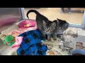 A Few Fun Surprises at PAWS This Week
