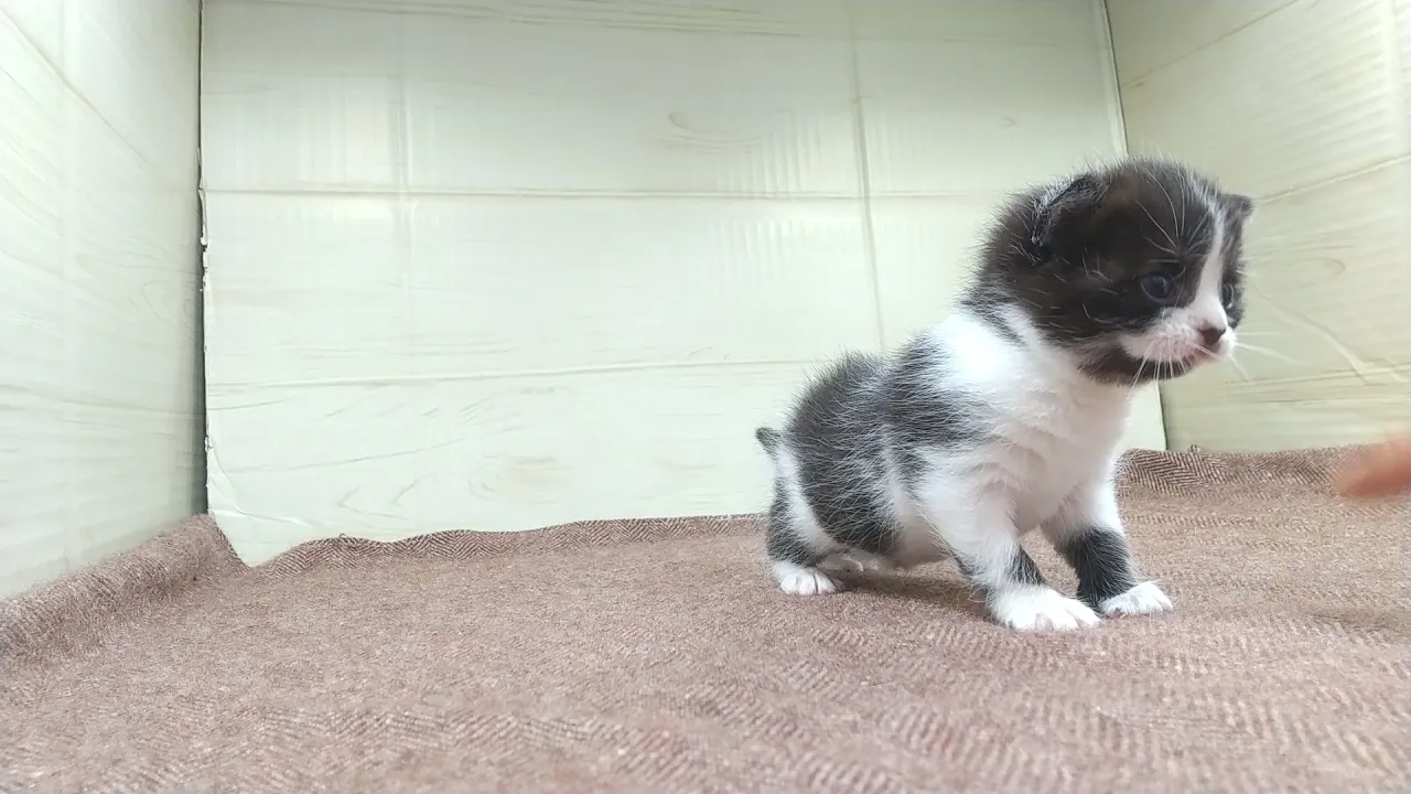 動画