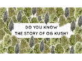 Meet OG Kush the most famous cannabis strain
