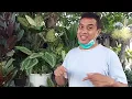 Download Lagu BUNGA VIRAL